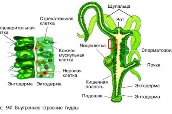 Актуальный сайт кракена